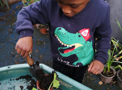 Repotting courgettes growing